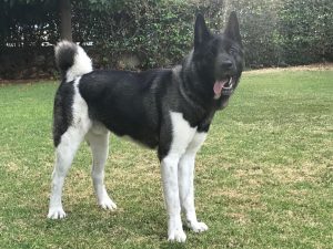 אקיטה אמריקאי