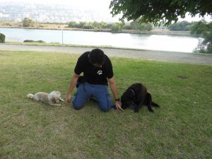 ללמוד לדבר אל הכלב