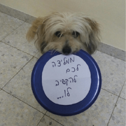 אילוף כלבים בחדרה