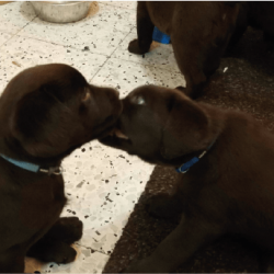 web ilufs dogs-16